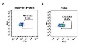 Expi 293 cell line transfected with irrelevant protein (left) and human ACE2 (right) were surface stained with Anti-ACE2 Antibody [DM48] - Azide free (A318647) at 1 µg/ml followed by Anti-Rabbit IgG Antibody (Alexa 488)