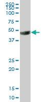 Anti-BSG Mouse Polyclonal Antibody