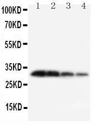 Anti-Kallikrein 1 Rabbit Polyclonal Antibody