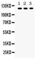 Anti-TLR7 Rabbit Polyclonal Antibody