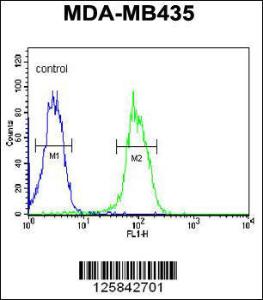 Anti-KDR Rabbit Polyclonal Antibody (AP (Alkaline Phosphatase))