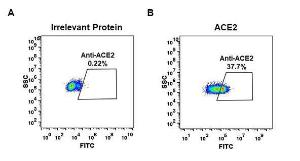 Anti-ACE2 Rabbit Recombinant Antibody [clone: DM47]