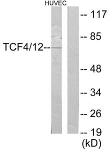 Antibody anti-TCF4 TCF12 100 µg