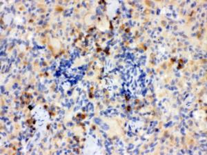 Anti-TLR7 Rabbit Polyclonal Antibody