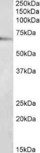 Anti-TRAF3IP2 Antibody (A83169) (2µg/ml) staining of MCF7 lysate (35µg protein in RIPA buffer). Primary incubation was 1 hour. Detected by chemiluminescence.