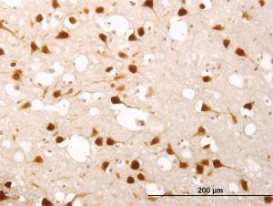 Anti-ELAVL4 Mouse Monoclonal Antibody [clone: 6B9]