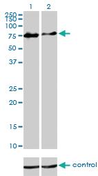 Anti-CHFR Mouse Monoclonal Antibody [clone: 1H3-A12]