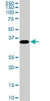 Anti-MEOX2 Mouse Monoclonal Antibody [clone: 5A6]