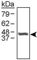 Anti-CTSE Rabbit Polyclonal Antibody