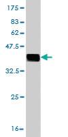 Anti-CNOT3 Mouse Monoclonal Antibody [clone: 4B8]