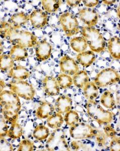 Anti-Paxillin Rabbit Polyclonal Antibody