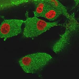 Immunofluorescent analysis of PFA fixed U87 cells stained with Anti-Vinculin Antibody [VCL/3617] followed by Goat Anti-Mouse IgG (CF&#174; 488) (Green)