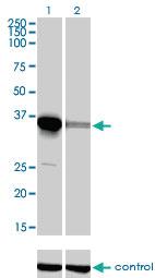 Anti-ELAVL4 Mouse Monoclonal Antibody [clone: 6B9]