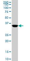 Anti-MEOX2 Mouse Monoclonal Antibody [clone: 5A6]