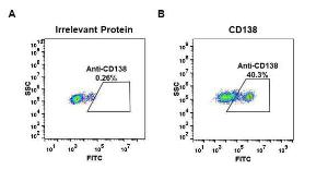 Expi 293 cell line transfected with irrelevant protein (A) and human CD138 (B) were surface stained with Anti-Syndecan-1 Antibody [DM46] - Azide free (A318649) at 1 µg/ml followed by Anti-Rabbit IgG Antibody (Alexa 488)