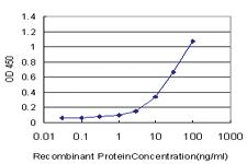 Anti-ELAVL4 Mouse Monoclonal Antibody [clone: 6B9]