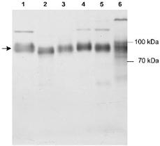 Anti-SCARB2 Rabbit Polyclonal Antibody