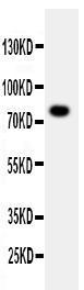 Anti-PPP1R15B Rabbit Polyclonal Antibody