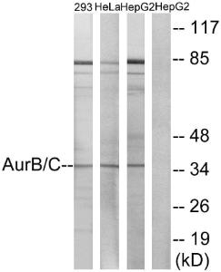 Western blot analysis of lysates from 293, HeLa, and fHepG2 cells, treated with Paclitaxel 1uM 24h using Anti-Aurora B + C Antibody The right hand lane represents a negative control, where the antibody is blocked by the immunising peptide