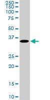 Anti-MEOX2 Mouse Monoclonal Antibody [clone: 5A6]