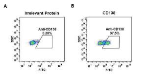 Expi 293 cell line transfected with irrelevant protein (A) and human CD138 (B) were surface stained with Anti-Syndecan-1 Antibody [DM45] - Azide free (A318650) at 1 µg/ml followed by Anti-Rabbit IgG Antibody (Alexa 488)