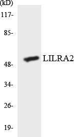 Western blot analysis of the lysates from HepG2 cells using Anti-LILRA2 Antibody