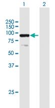 Anti-ELF1 Mouse Polyclonal Antibody