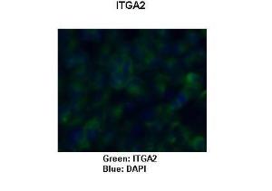 Anti-ITGA2 Rabbit Polyclonal Antibody