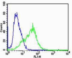 Anti-CHRNA9 Rabbit Polyclonal Antibody