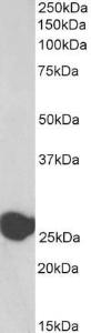 Anti-TPI1 Antibody (A83171 / Biotin) (0.03µg/ml) staining of Human Liver lysate (35µg protein in RIPA buffer), exactly mirroring its parental non-biotinylated product. Primary incubation was 1 hour.