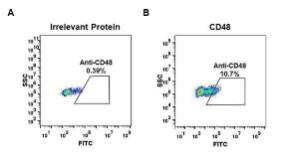 Expi 293 cell line transfected with irrelevant protein (left) and human CD48 (right) were surface stained with Anti-CD48 Antibody [DM44] - Azide free (A318651) at 1 µg/ml followed by Anti-Rabbit IgG Antibody (Alexa 488)