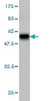 Anti-PSMA7 Mouse Monoclonal Antibody [clone: 1A10-3G12]