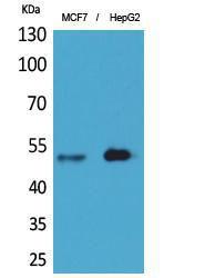 Western blot analysis of extracts from MCF7, HepG2 cells using Anti-LILRA1 Antibody