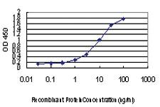 Anti-CHFR Mouse Monoclonal Antibody [clone: 1H3-A12]