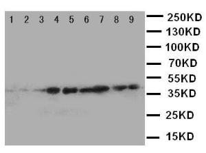 Anti-CrkL Rabbit Polyclonal Antibody