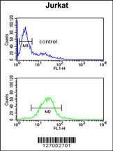 Anti-TAF1D Rabbit Polyclonal Antibody (FITC (Fluorescein Isothiocyanate))