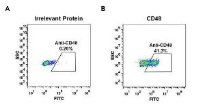 Anti-CD48 antibody