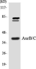 Western blot analysis of the lysates from COLO205 cells using Anti-Aurora B + C Antibody