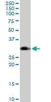 Anti-BST2 Mouse Polyclonal Antibody