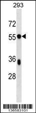 Anti-BSDC1 Rabbit Polyclonal Antibody (HRP (Horseradish Peroxidase))