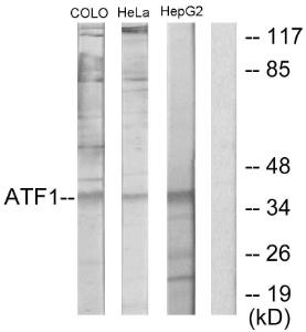 Anti-ATF1 Rabbit Polyclonal Antibody