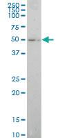 Anti-ELF1 Mouse Monoclonal Antibody [clone: 3B7]