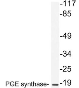 Anti-Prostaglandin E Synthase Rabbit Polyclonal Antibody