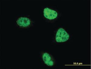 Anti-ZBTB33 Mouse Monoclonal Antibody [clone: 2B2]