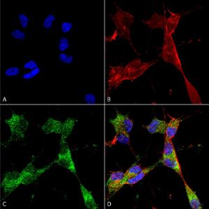 Immunocytochemistry/Immunofluorescence analysis of human neuroblastoma cells (SH-SY5Y), fixed in 4% PFA for 15 min, using Anti-PINK1 Antibody [S4-15] (A305003), at 1:50 for overnight at 4°C with slow rockin