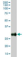 Anti-BST2 Mouse Polyclonal Antibody