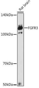 Anti-FGFR3 Antibody (A8397)