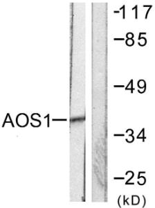 Antibody anti-AOS1 100 µg