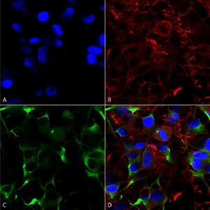 Immunocytochemistry/Immunofluorescence analysis of human neuroblastoma cells (SH-SY5Y), fixed in 4% PFA for 15 min, using Anti-SLC38A1/NAT2 Antibody [S104-32] (A305004), at 1:200 for overnight at 4 °C with slow rocking