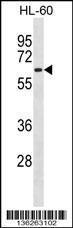 Anti-CLK2 Rabbit Polyclonal Antibody (AP (Alkaline Phosphatase))